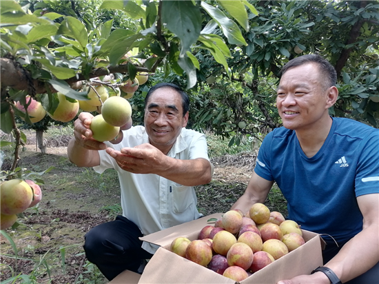 开封市杞县苏木乡：果树种植带动农民增收致富_fororder_图片1