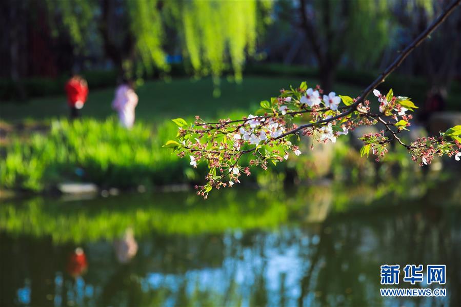 踏春赏景正当时