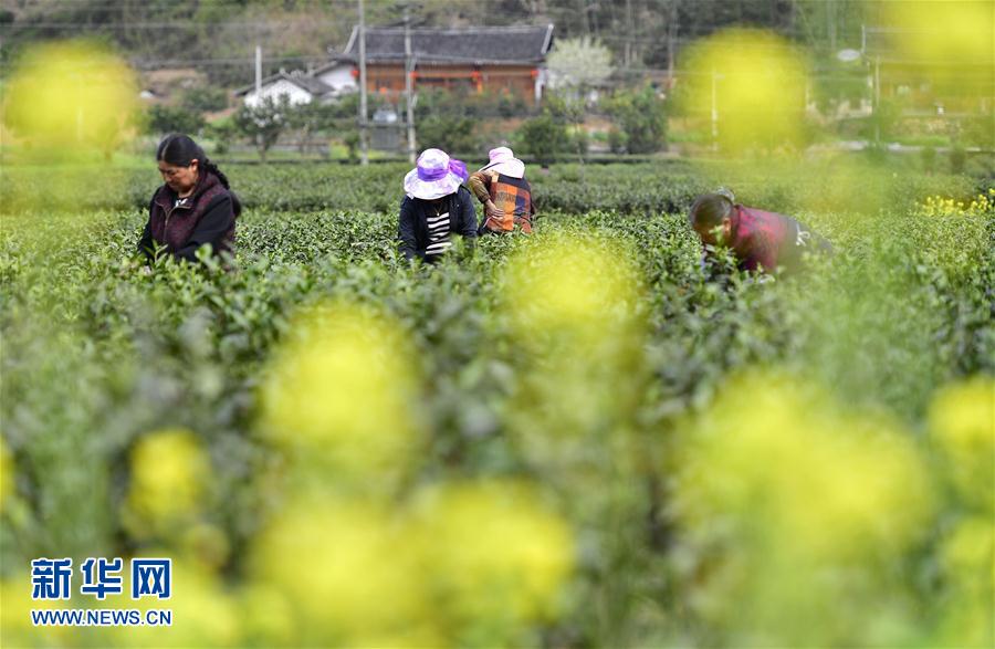 【焦点图】【大美荆楚·灵秀湖北】【恩施】湖北恩施：白茶开采农家乐