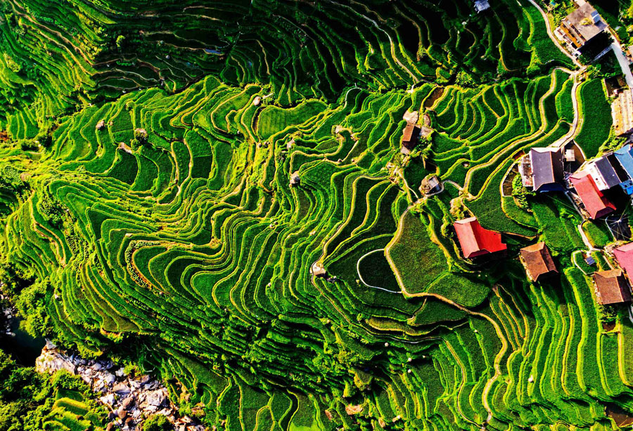 广西融水：苗乡高山梯田丰收在望