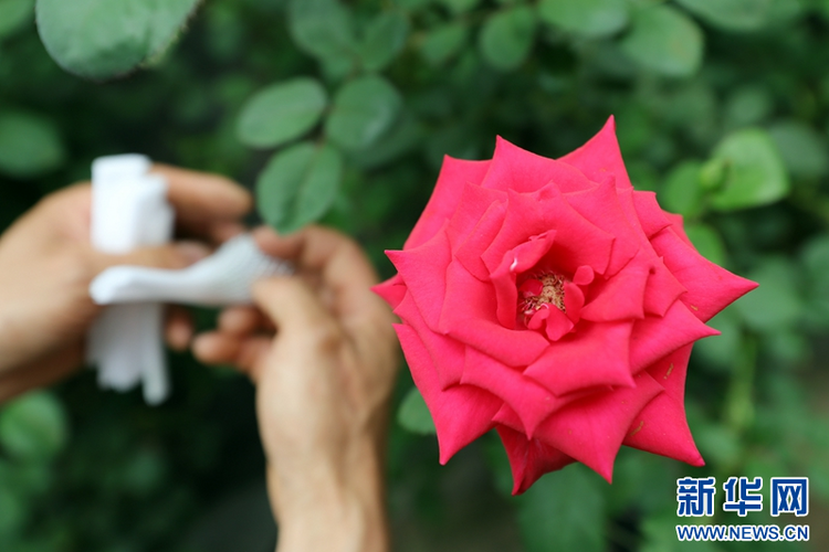 乡味丨辽中玫瑰：“美丽经济”绽放致富“花路”