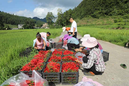 贵州惠水雅水镇：红辣椒挂满枝 火热采收正当时_fororder_1.JPG