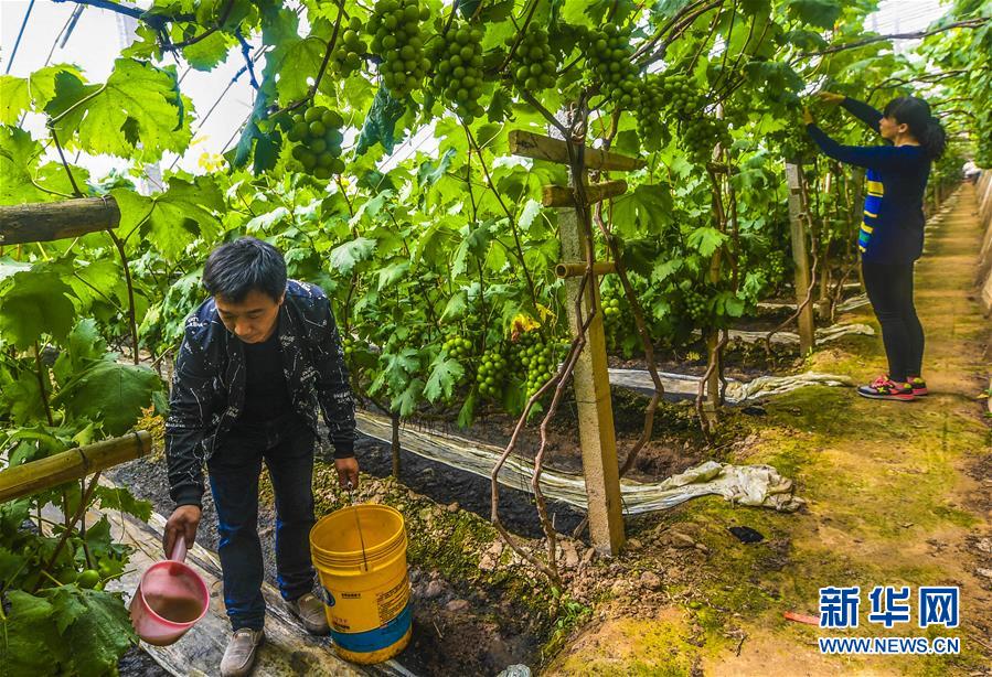 河北饶阳：设施葡萄助推乡村振兴