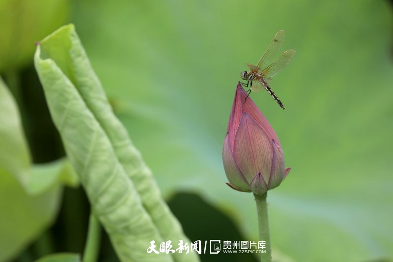 贵州各地：荷花竞放美天际