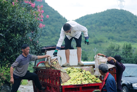 贵州税务：税惠“良方”助力贵州中药产业行稳致远_fororder_村民在黄蜀葵采收现场 童清摄