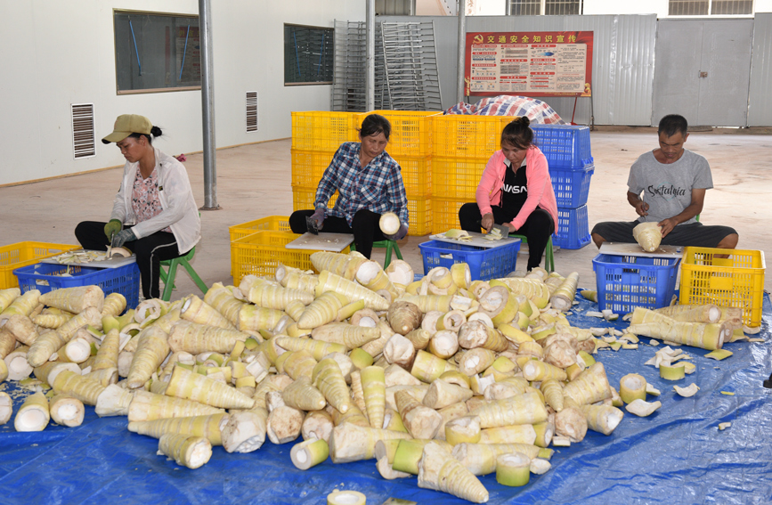 广西上思：小小竹笋拓宽村民致富路