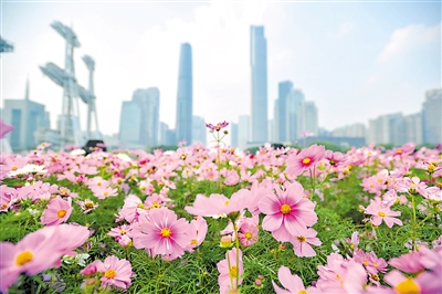 花城添“花旦” 波斯菊盛开