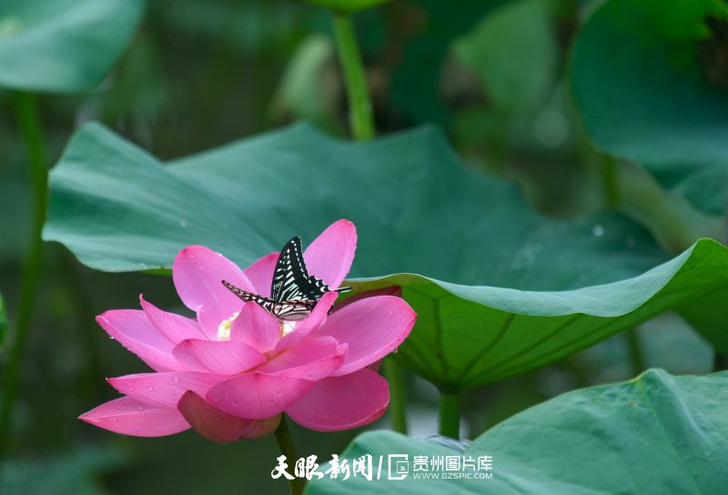 贵州各地：荷花竞放美天际