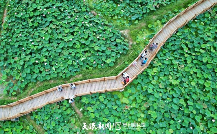 贵州各地：荷花竞放美天际