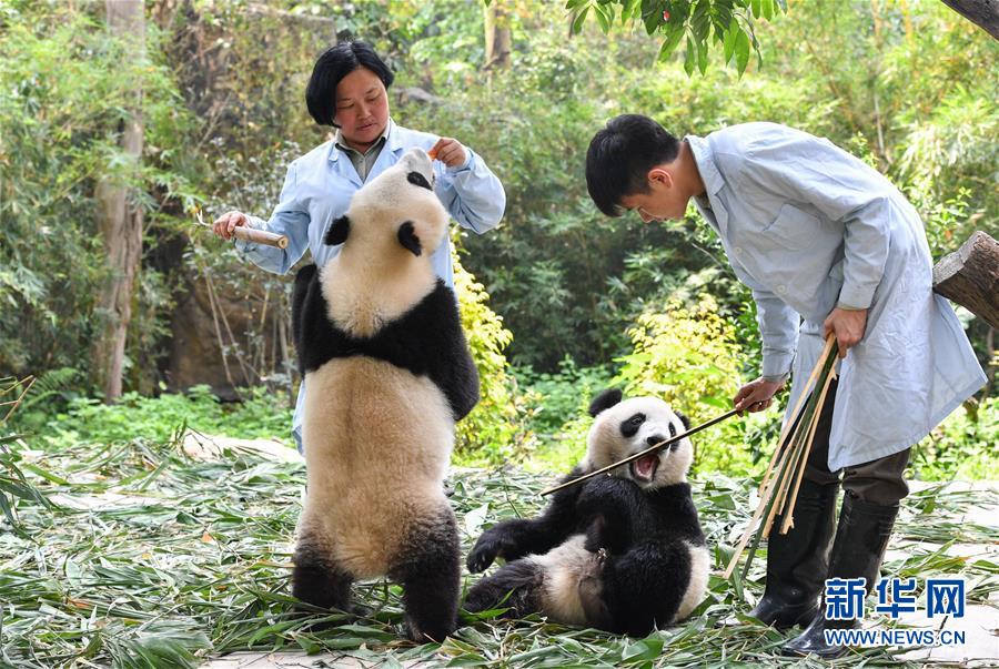 广州：双胞胎大熊猫断母乳 迈出独立生活第一步