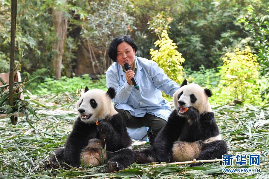 广州：双胞胎大熊猫断母乳 迈出独立生活第一步