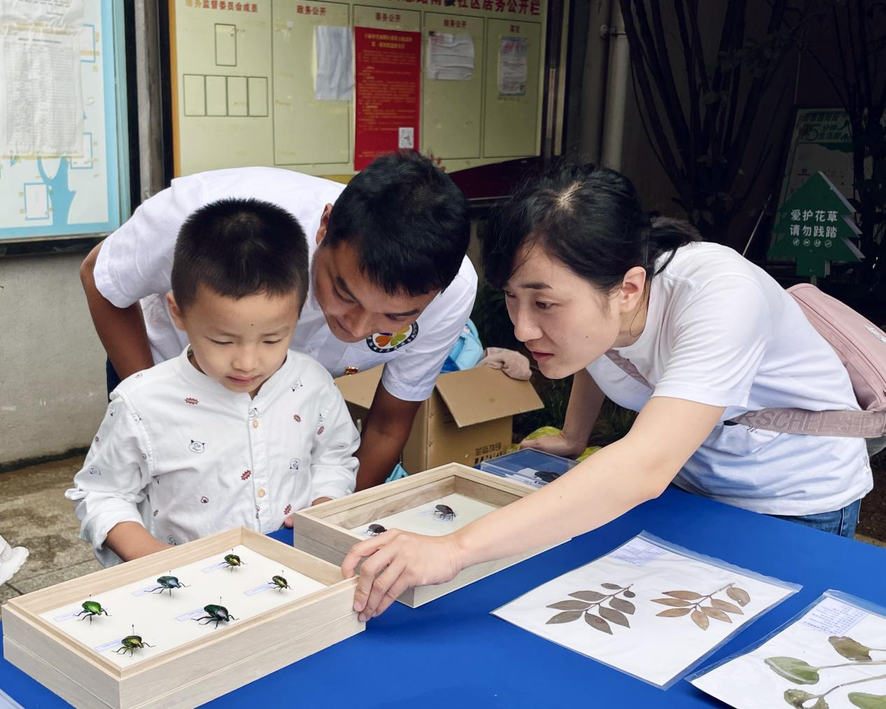 贵州贵阳：送绿化进小区，让生活增添“低碳”底色