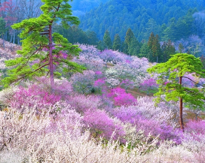 老北京的绝胜春景