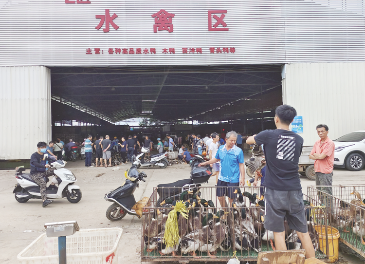 中元节临近鸭子走俏市场青头鸭受青睐 劏鸭收费水涨船高