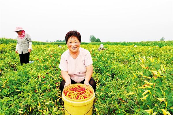 周口郸城虎岗：红梨红辣椒红高粱特色产业真红火