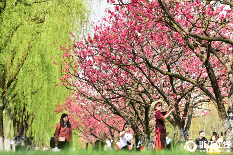 杭州：桃花灼灼 春色烂漫