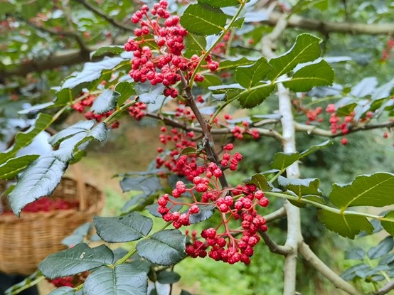 【原创】天水麦积区元龙镇：花椒丰收购销旺 浓郁椒香引客来_fororder_图片2