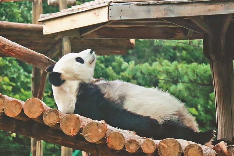 来亚布力与国宝凉爽一“夏”