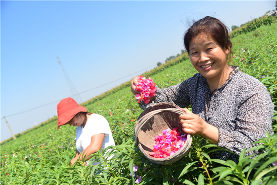 开封市杞县圉镇镇：桃红满地开 村民乐开怀_fororder_图片2