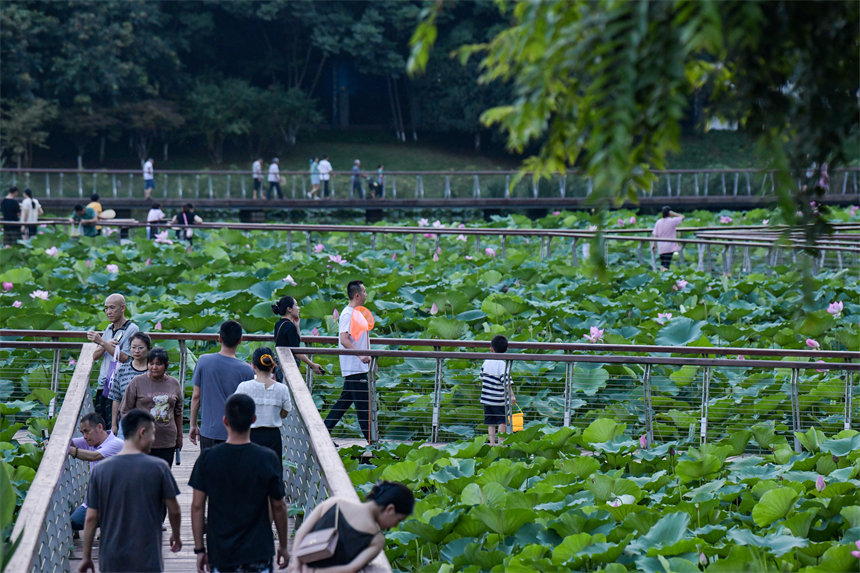 重庆南岸：夏日荷花开 生态画卷美_fororder_LOCAL1690687901034W25L70ED94