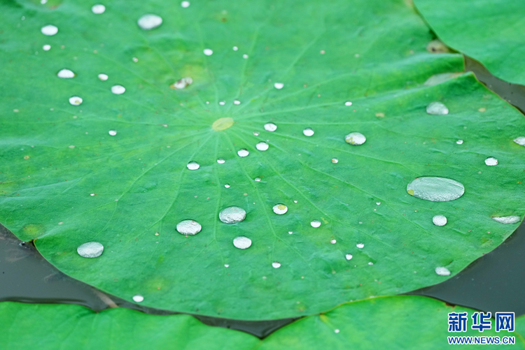 吉林镇赉：“荷风细雨”送香来