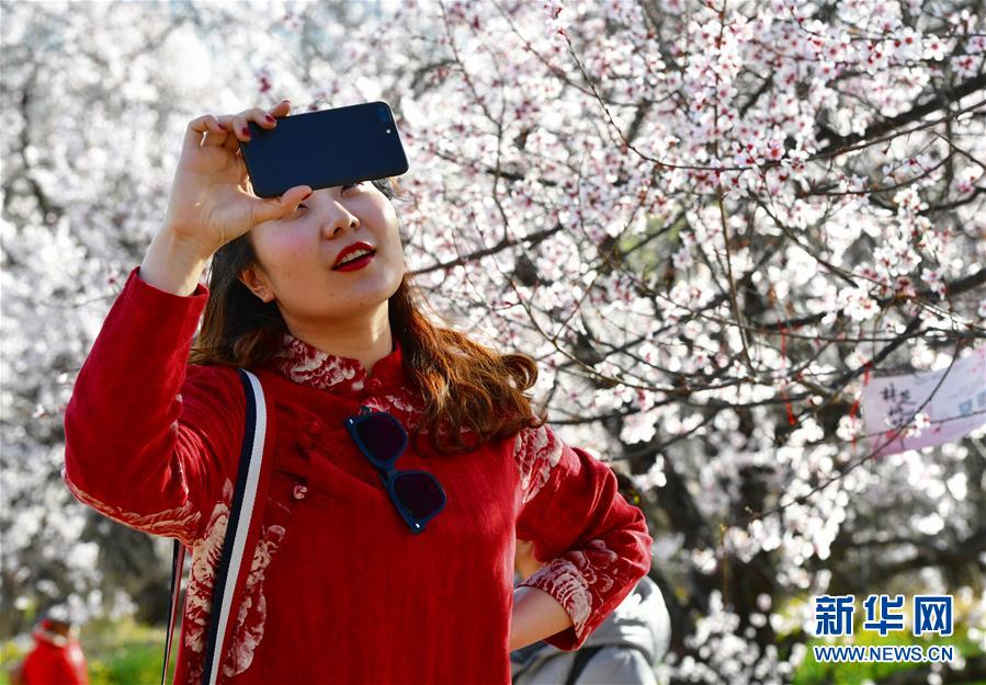 西藏“以花为媒”借林芝桃花节助推特色产业