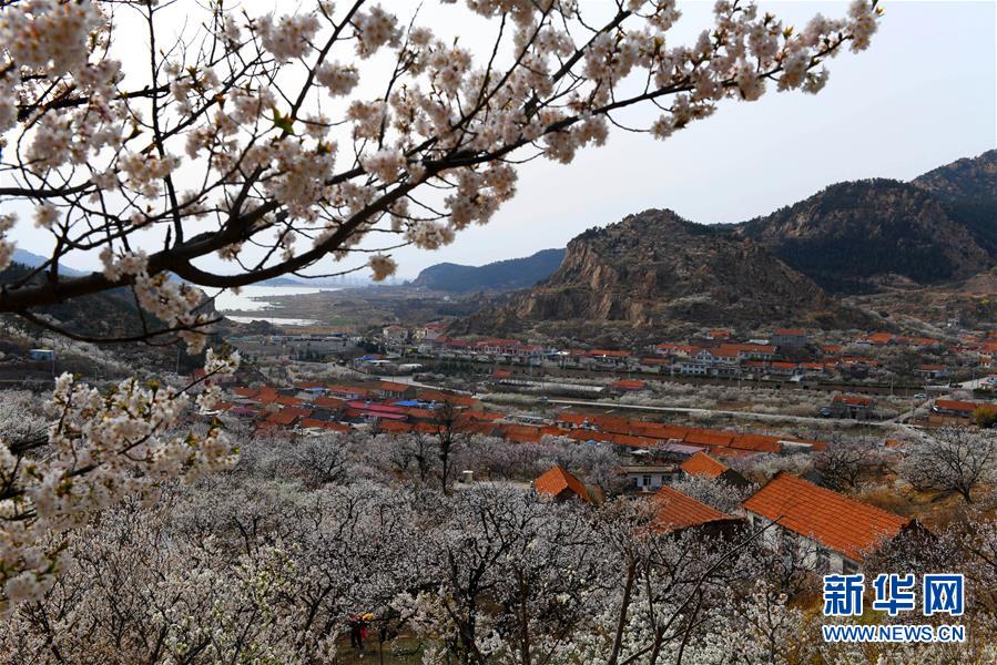 青岛崂山：杏花漫野