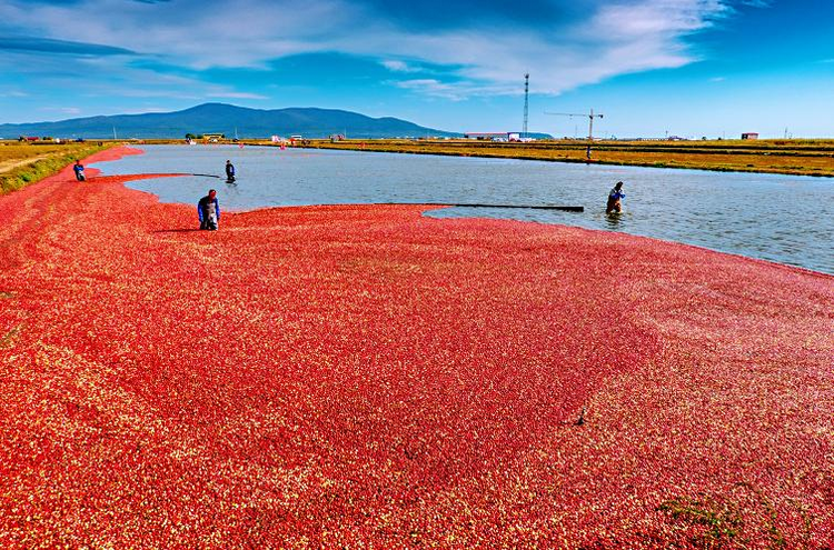 黑龙江：因地制宜 念好高质量发展“山海经”_fororder_图片2