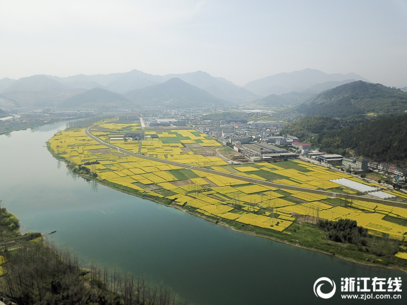 桐庐：碧水黄花竞春色