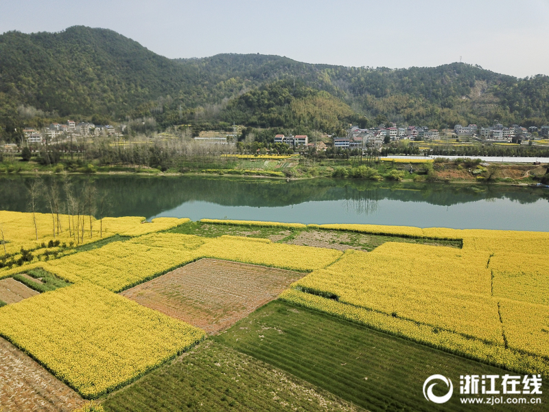 桐庐：碧水黄花竞春色