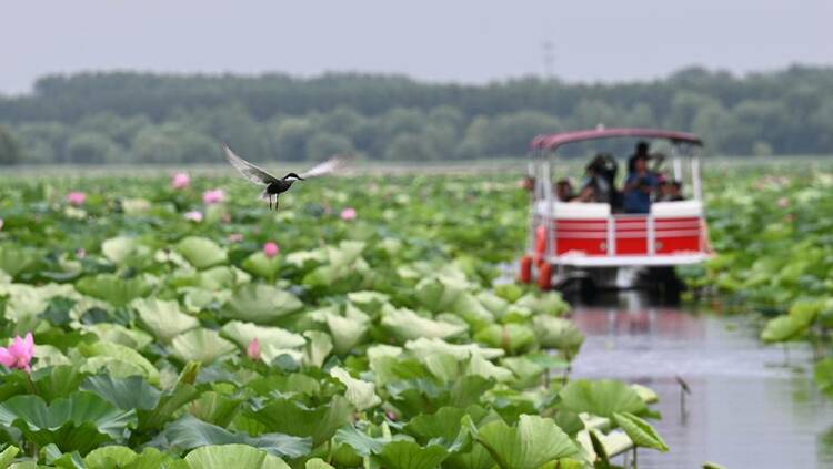 辽河七星湖：三千亩荷花开正盛