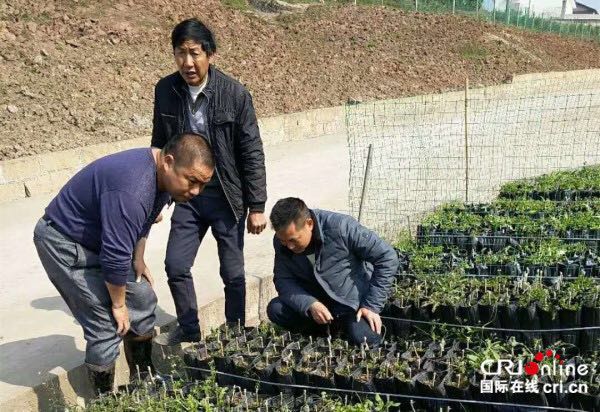 【唐已审】【供稿】4800亩沃柑项目落户桂平市油麻镇