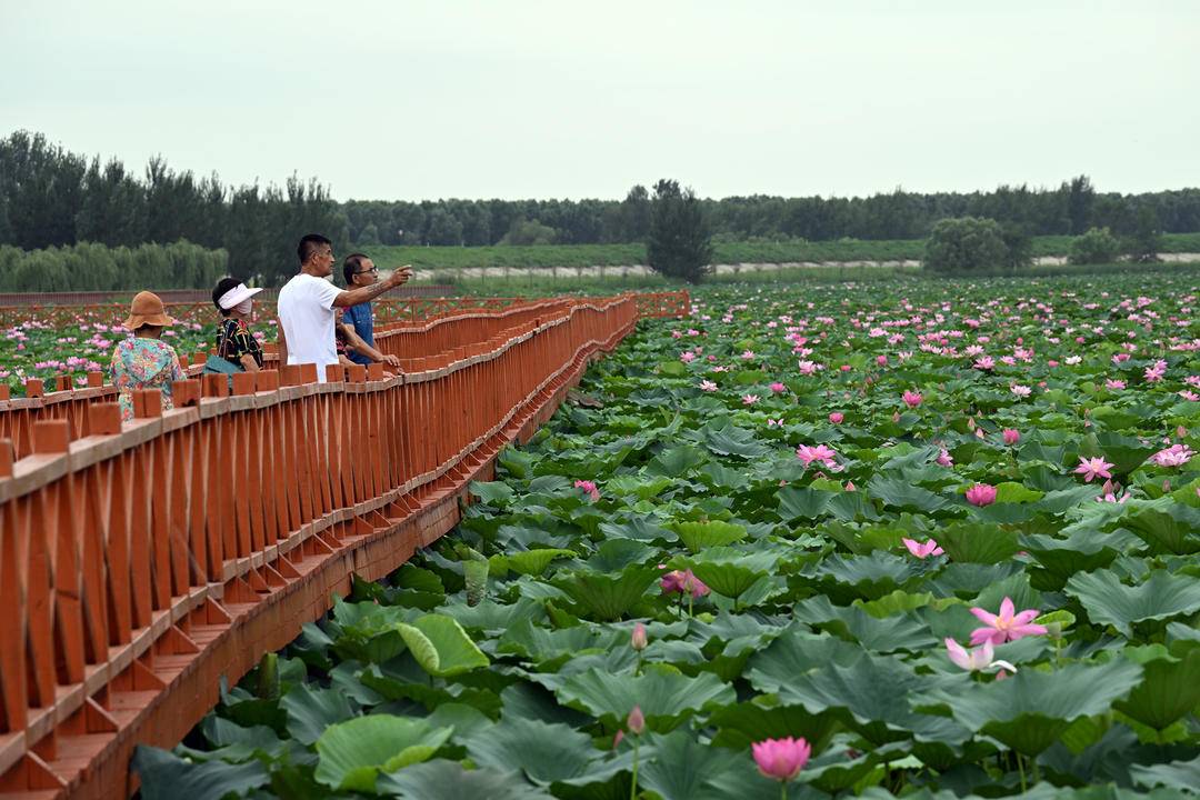 辽河七星湖：三千亩荷花开正盛