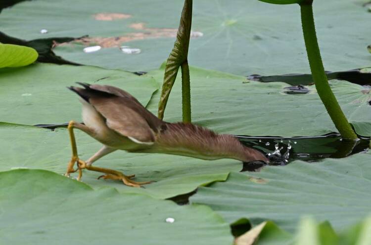 沈阳：荷塘里的“捕鱼郎”——黄苇鳽