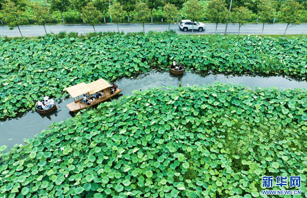 南京：听风赏荷正当时 盛夏荷塘美如画_fororder_20230808_085158_002