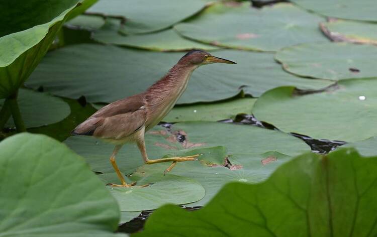 沈阳：荷塘里的“捕鱼郎”——黄苇鳽