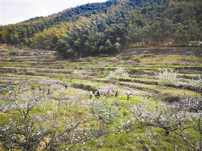 富阳新登：这个春天，半山桃花与音乐更配