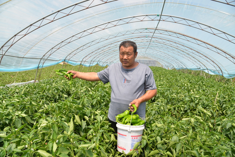 榆林市靖边县中山涧镇：辣椒喜丰收 日子有奔头_fororder_中山涧镇辣椒长势好   白凌燕摄 (2).JPG