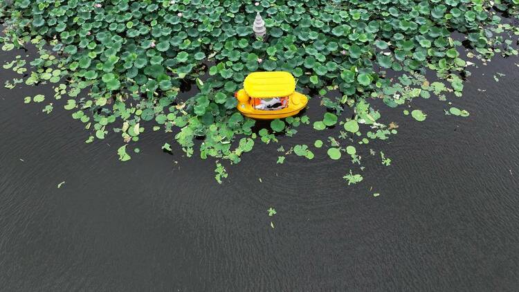 沈阳：满池荷花开，人在画中游