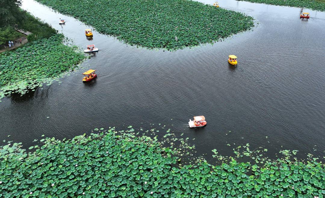 沈阳：满池荷花开，人在画中游