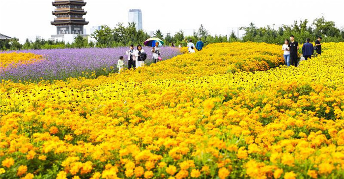 长春：北湖花海 香满春城_fororder_吉林花海8