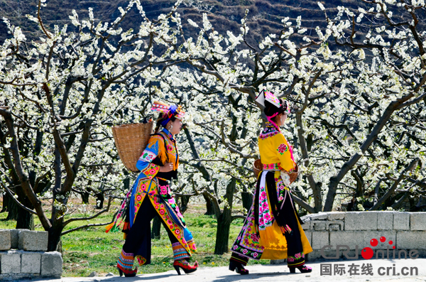 “三月相聚春赏花 五月相约夏摘果” 2018四川茂县万亩脆李花采风行活动启动