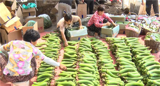 开封市杞县沙沃乡毛朱庄村农业蔬菜种植基地种出美好“钱”途_fororder_图片4