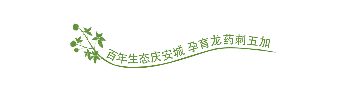 刺五加banner_fororder_0807庆安专题页-百年生态刺五加1200x317