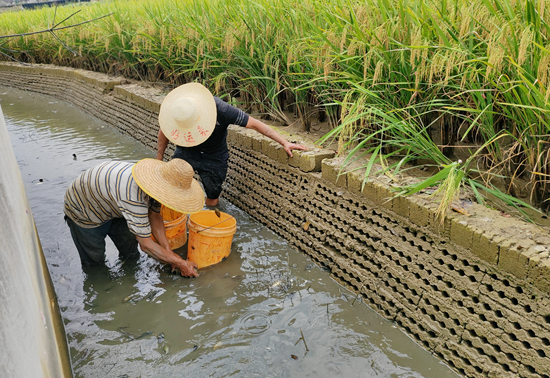 贵州遵义：稻米香 鱼儿壮 2.5万亩稻鱼喜迎丰收_fororder_遵义2