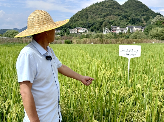 贵州遵义：山海携手 种出“太空蔬菜”_fororder_遵义市农业科学研究院作物研究所所长张尚兴在基地查看航天稻生长情况