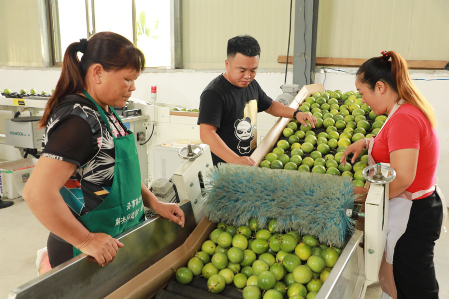 边关靖西百香果“甜蜜”上市