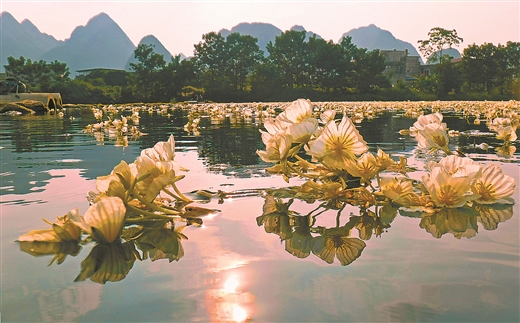 河池都安：海菜花成为一道靓丽的风景