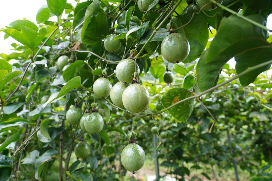 边关靖西百香果“甜蜜”上市