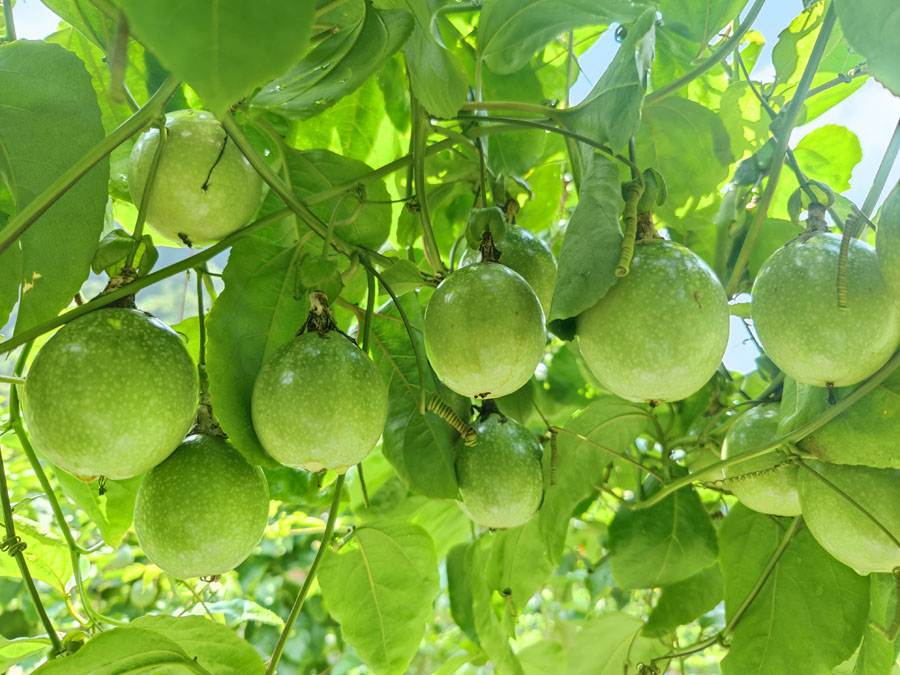 边关靖西百香果“甜蜜”上市